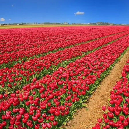 Rustiek *